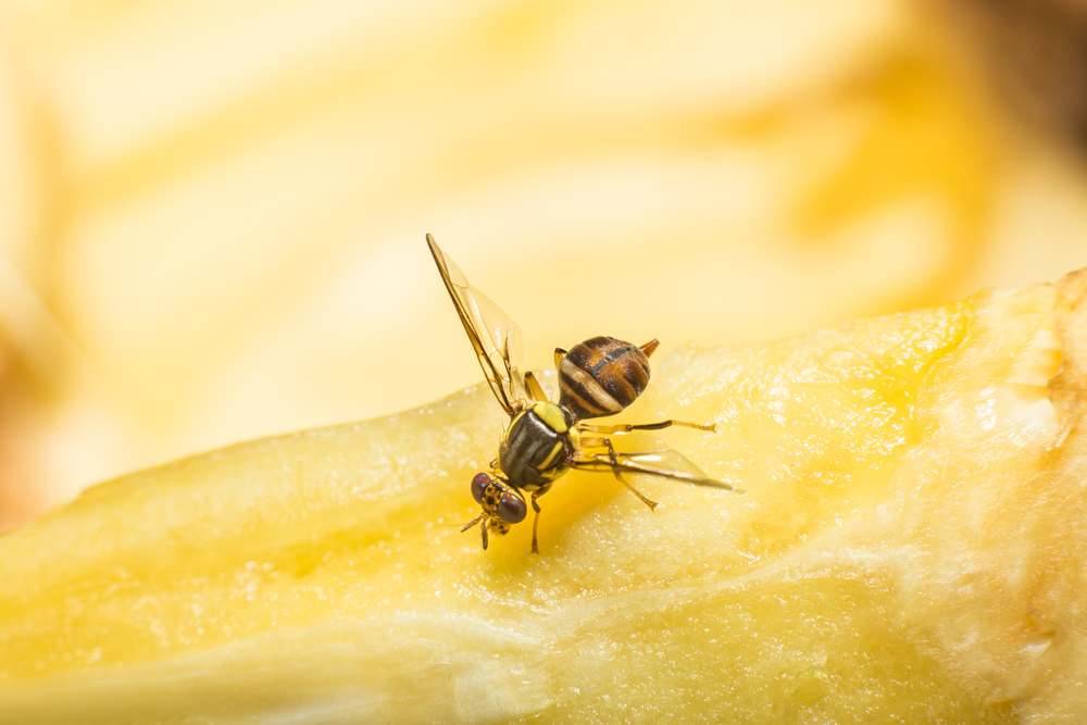 How to Get Rid of Fruit Flies in an Apartment | PCT Clean