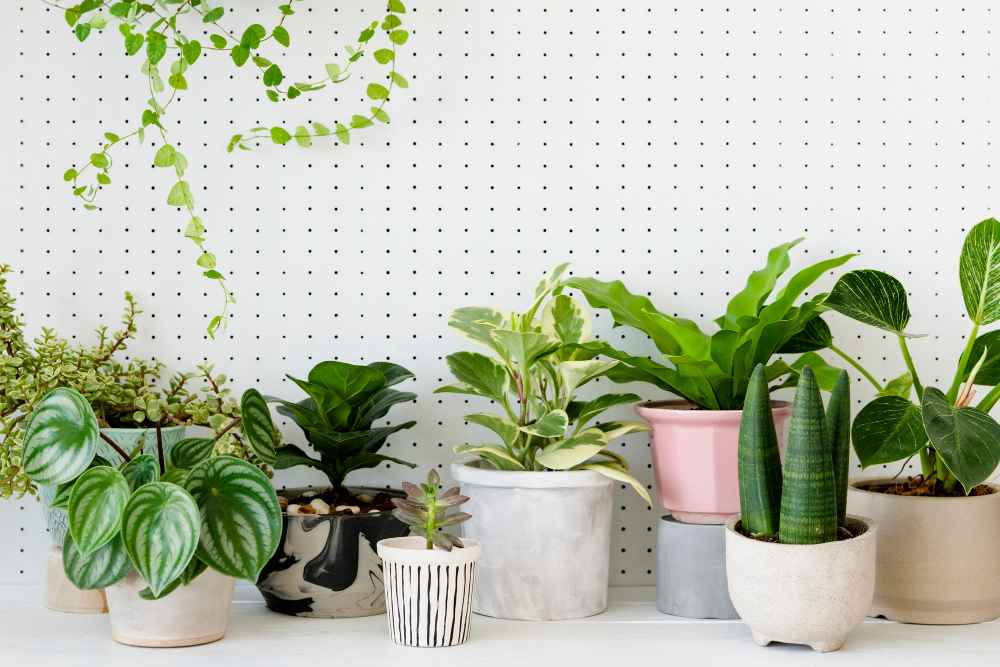 Low Maintenance Indoor Plants for the Lazy Homeowners