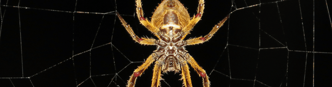 The Best Spider Web Cleaner to Use at Home